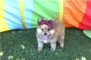 Amari - Mixed/Other for sale
