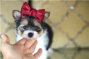 Amelia - puppy for sale