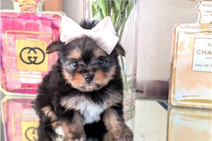 Amber - Mixed/Other for sale