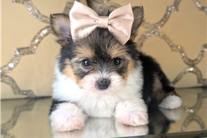 Amelia - Mixed/Other for sale