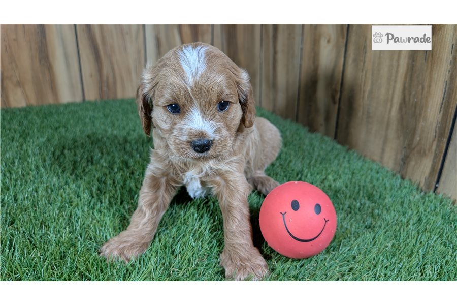 Tracy - Cavapoo for sale