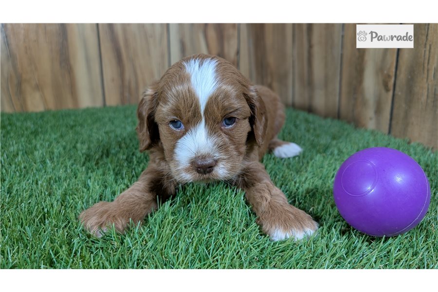 Tiffany - Cavapoo for sale