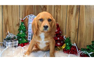 Toots - Beaglier for sale