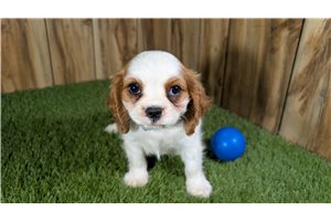 Colton - Cavalier King Charles Spaniel for sale