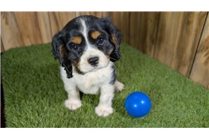 Elmer - Cavalier King Charles Spaniel for sale
