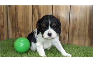 William - Cavalier King Charles Spaniel for sale
