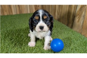 Elmer - puppy for sale