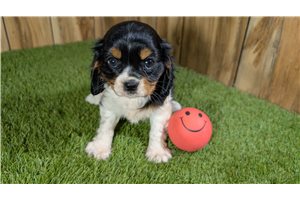 Emerson - Cavalier King Charles Spaniel for sale