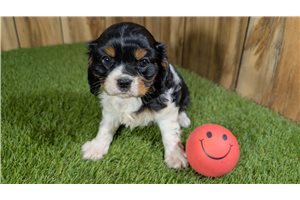 Emerson - puppy for sale
