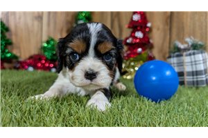 Arthur - Cavalier King Charles Spaniel for sale