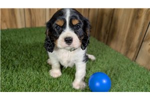 Elmer - Cavalier King Charles Spaniel for sale