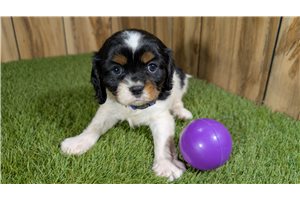 Elaine - Cavalier King Charles Spaniel for sale