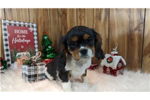 Fred - puppy for sale