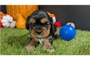 Vaughn - Cavalier King Charles Spaniel for sale