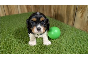 Ernesto - Cavalier King Charles Spaniel for sale