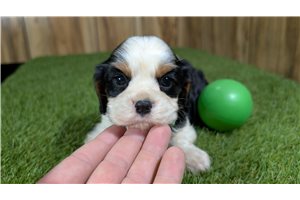 Kole - Cavalier King Charles Spaniel for sale