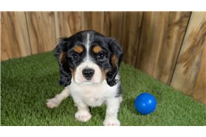 Elmer - Cavalier King Charles Spaniel for sale