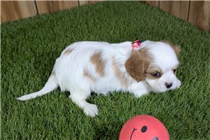 Alyssa - Cavalier King Charles Spaniel for sale