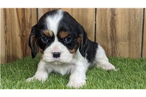 Jessie - puppy for sale