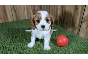 Calliope - puppy for sale
