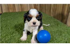 Kane - puppy for sale