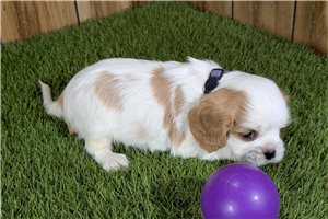 Alya - Cavalier King Charles Spaniel for sale