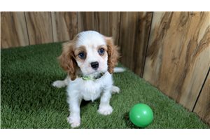 Kaleb - Cavalier King Charles Spaniel for sale