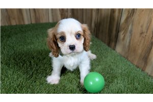 Kaleb - Cavalier King Charles Spaniel for sale