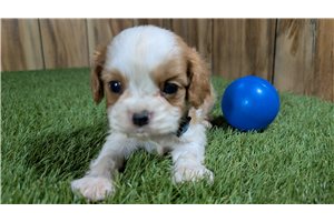 Kevin - Cavalier King Charles Spaniel for sale