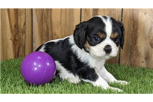 Addie - puppy for sale
