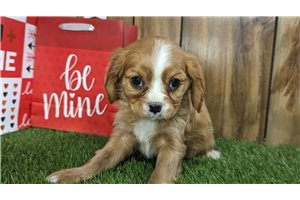 Maurice - Cavalier King Charles Spaniel for sale