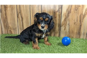 Max - Cavalier King Charles Spaniel for sale