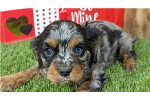 Lucille - Cavalier King Charles Spaniel for sale