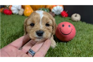 Wilma - Cavapoo for sale