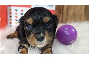 Addy - Cavalier King Charles Spaniel for sale
