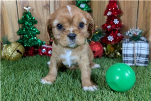 Vernon - Cavalier King Charles Spaniel for sale