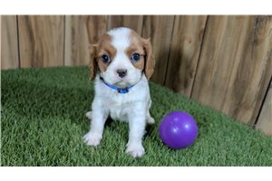 Camellia - Cavalier King Charles Spaniel for sale