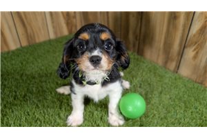 Ernesto - Cavalier King Charles Spaniel for sale