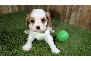 Kaleb - Cavalier King Charles Spaniel for sale
