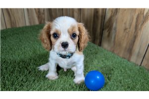 Kevin - Cavalier King Charles Spaniel for sale