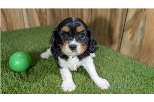 Ernesto - Cavalier King Charles Spaniel for sale