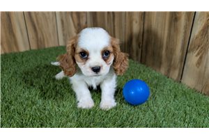 Colton - Cavalier King Charles Spaniel for sale
