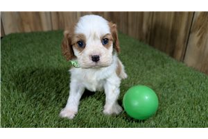 Kaleb - Cavalier King Charles Spaniel for sale