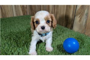 Kevin - Cavalier King Charles Spaniel for sale