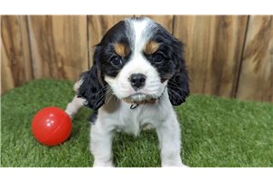 Kelly - Cavalier King Charles Spaniel for sale