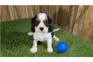 Kane - Cavalier King Charles Spaniel for sale
