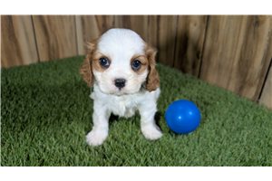 Colton - puppy for sale