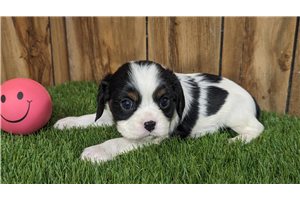 Cheyenne - puppy for sale