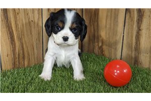Kelly - Cavalier King Charles Spaniel for sale