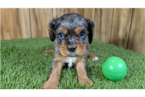 Jafar - Cavalier King Charles Spaniel for sale